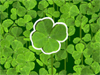 Lucky Clover